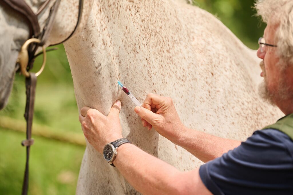 10-Pferd-erhaelt-Injektion-Tierarztpraxis-Friedeburg Tierarzt setzt Spritze am Pferdehals.