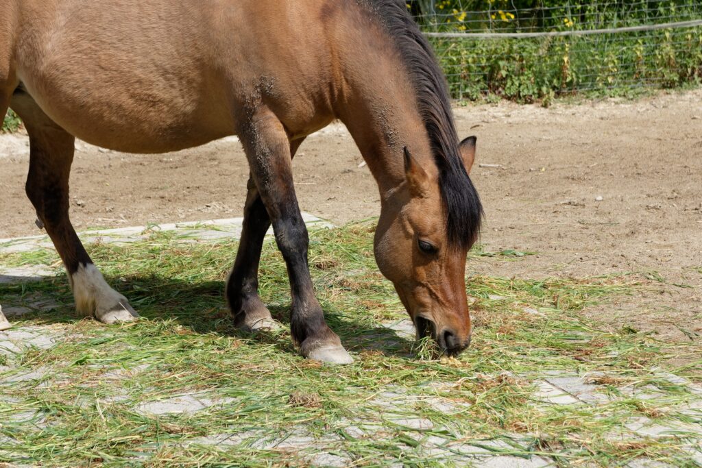 1782976007757_a-brown-horse-grazing-on-the-pasture-in-a-farm-2026-03-26-10-07-51-utc Braunes Pferd frisst Gras