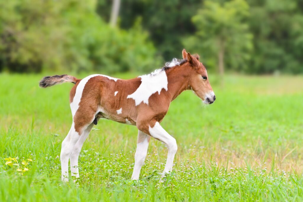 1782976007758_cute-baby-horse-walking-in-the-meadow-2026-03-17-00-04-08-utc Fohlen auf grüner Wiese