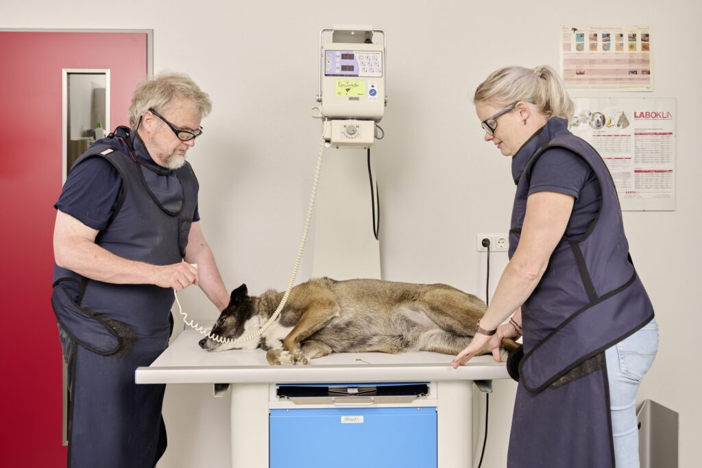 32-Roentgenaufnahme-Hund-Tierarztpraxis-Friedeburg Hund auf Röntgentisch. Tierarzt und Helferin links und rechts von ihm