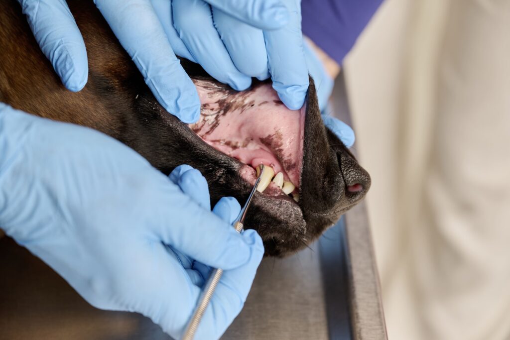 39-Zahnuntersuchung-Hund-Tierarztpraxis-Friedeburg Lefze eines Hundes wird angehoben, um darunter mit einem kleinen Haken die Zähen zu säubern.