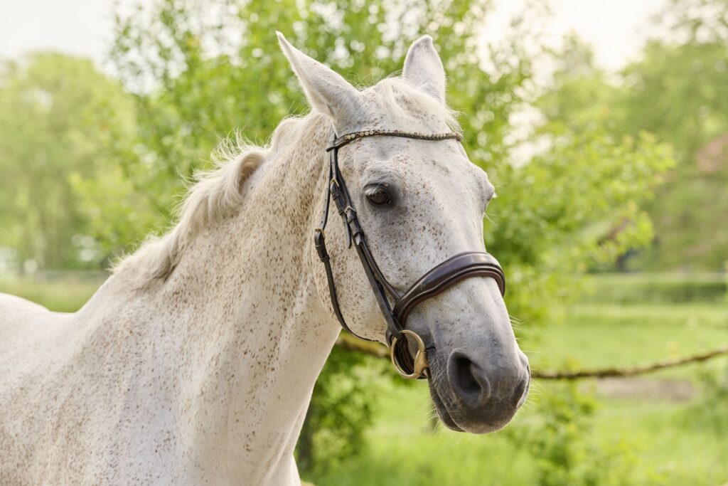 4-Weißes-Pferd-Tierarztpraxis-Friedeburg Portraitbild eines weißen Pferdes