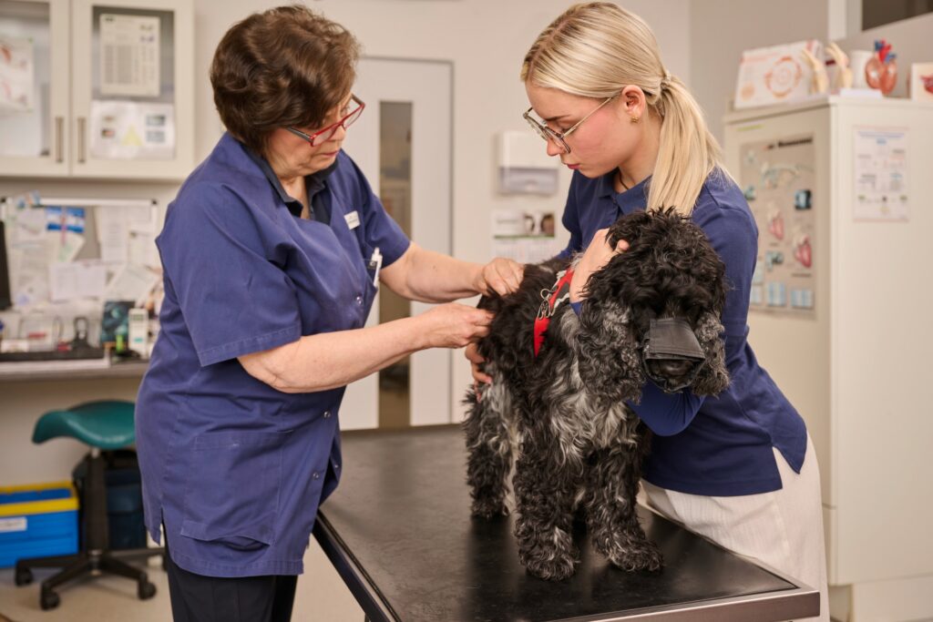60-Tieraerztinnen-untersuchen-Hund-Tierarztpraxis-Friedeburg Tierärztin untersucht schwarzen Pudel